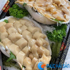 Ốc vòi voi 1