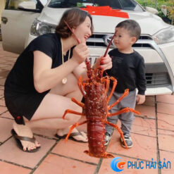 Tôm hùm Úc sống