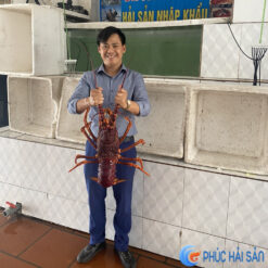 Tôm hùm Úc sống