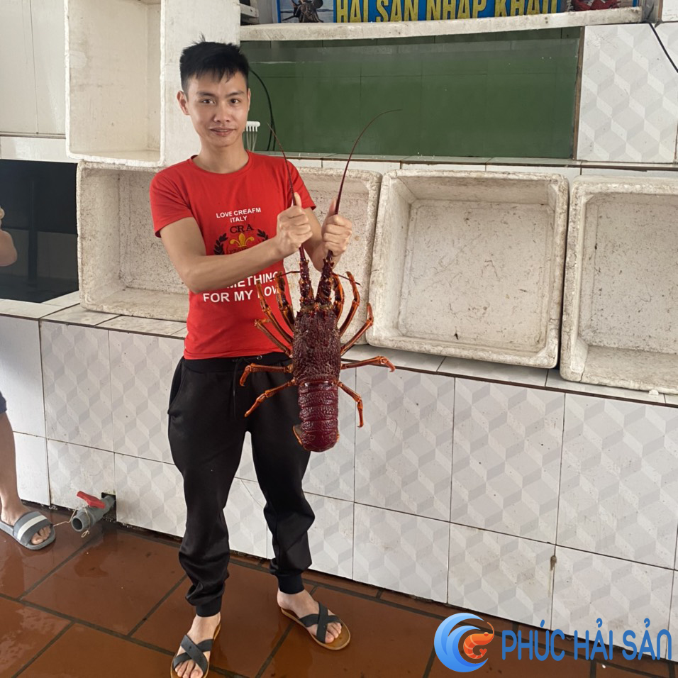 tom-hum-uc-9 Tôm hùm Úc sống
