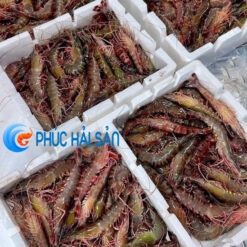 Tôm Sú Biển Sống Size 18-20con/kg