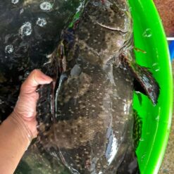 Cá Song Tươi Sống 1kg - 50kg/1Con
